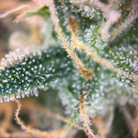 White Widow Automatic White Label growlog timeline photo