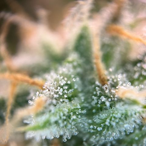White Widow Automatic White Label growlog timeline photo