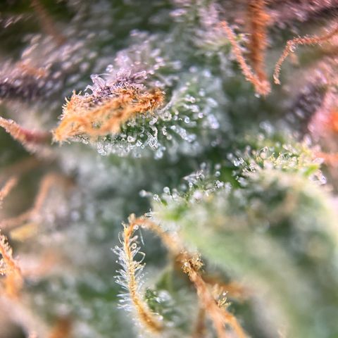 White Widow Automatic White Label growlog timeline photo