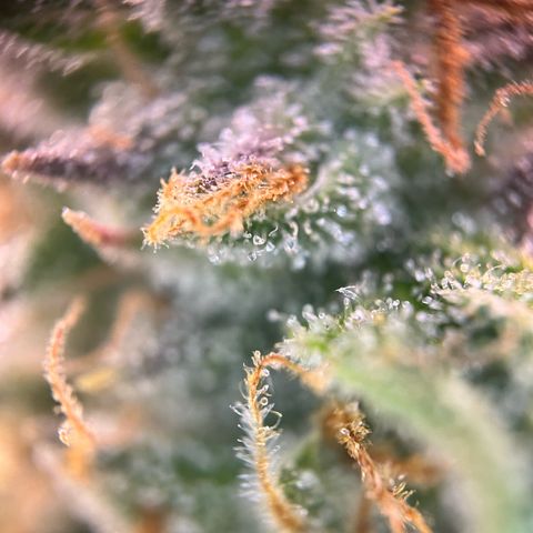 White Widow Automatic White Label growlog timeline photo