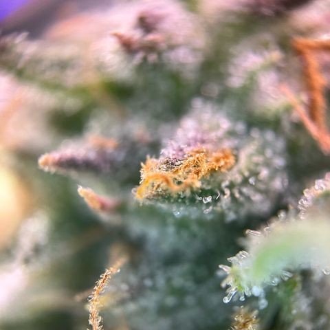 White Widow Automatic White Label growlog timeline photo
