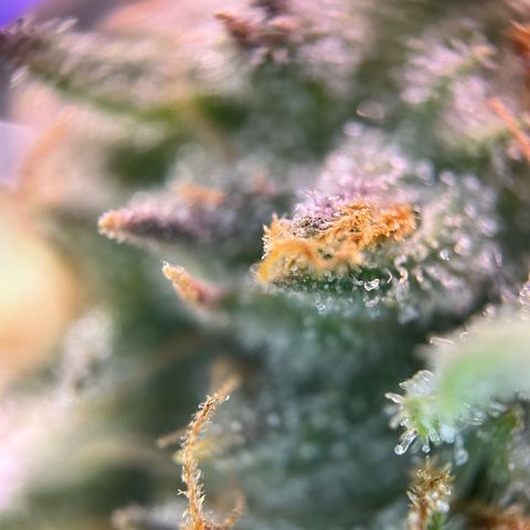 White Widow Automatic White Label growlog timeline photo