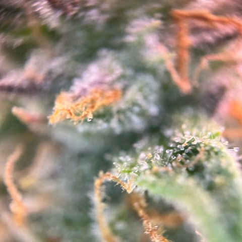 White Widow Automatic White Label growlog timeline photo
