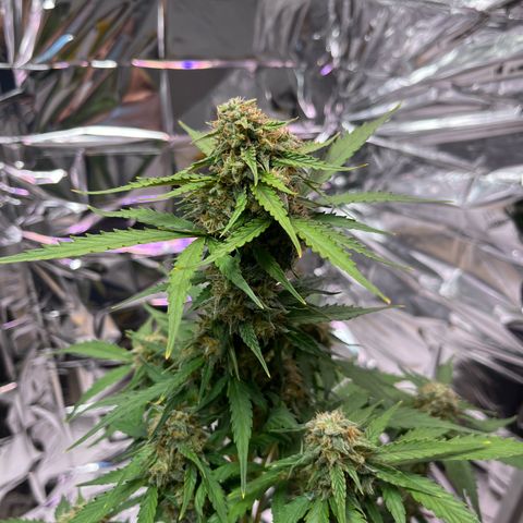 White Widow Automatic White Label growlog timeline photo