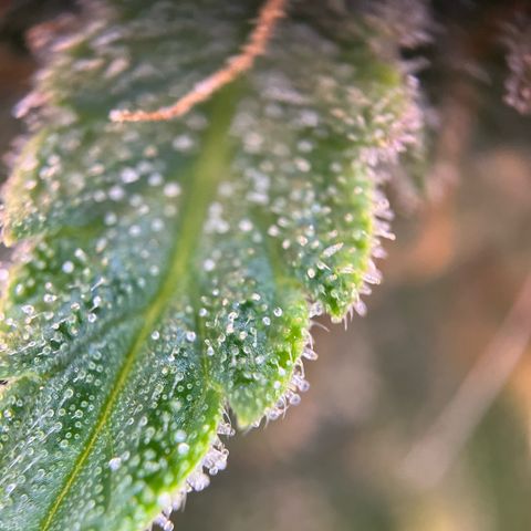 White Widow Automatic White Label growlog timeline photo