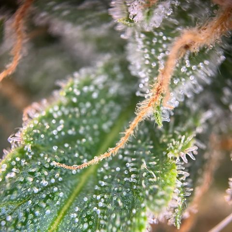 White Widow Automatic White Label growlog timeline photo