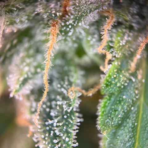 White Widow Automatic White Label growlog timeline photo