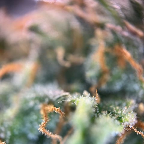 White Widow Automatic White Label growlog timeline photo
