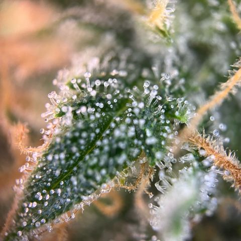 White Widow Automatic White Label growlog timeline photo