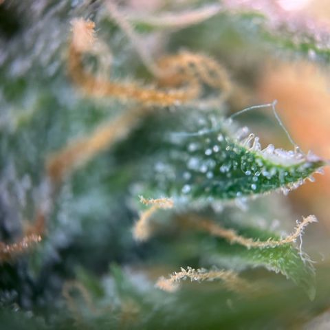 White Widow Automatic White Label growlog timeline photo