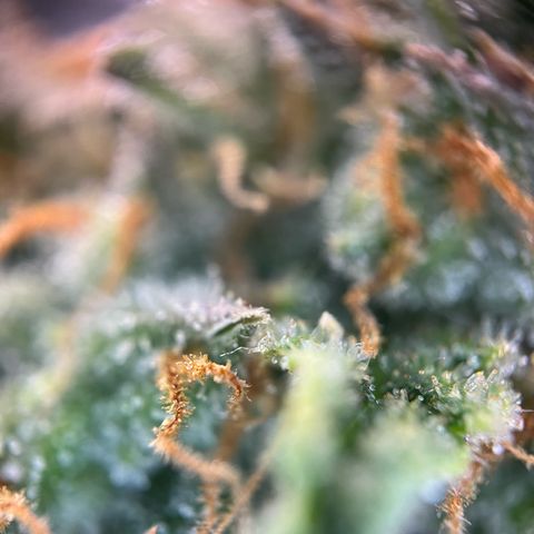 White Widow Automatic White Label growlog timeline photo