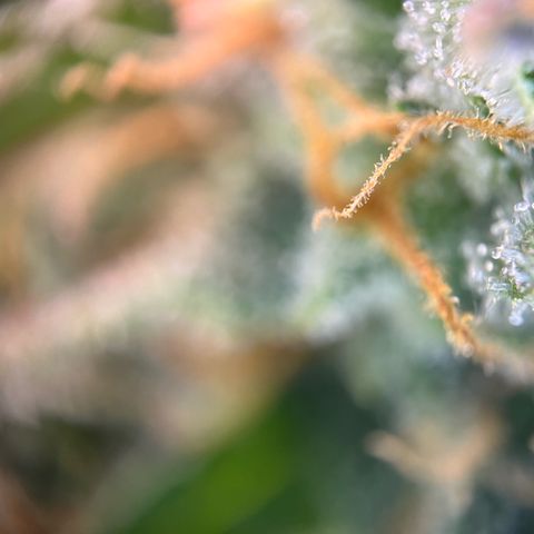 White Widow Automatic White Label growlog timeline photo