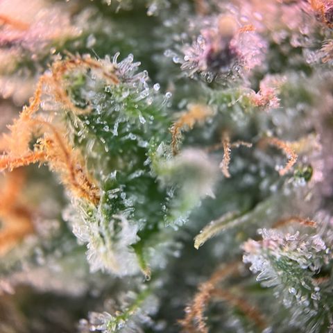 White Widow Automatic White Label growlog timeline photo