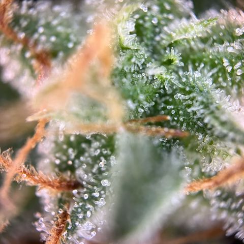 White Widow Automatic White Label growlog timeline photo
