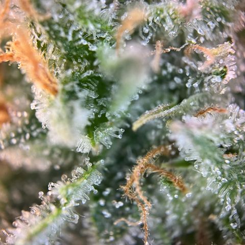 White Widow Automatic White Label growlog timeline photo