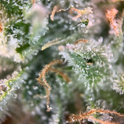White Widow Automatic White Label growlog timeline photo