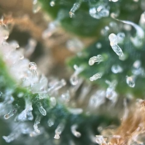 White Widow Automatic White Label growlog timeline photo
