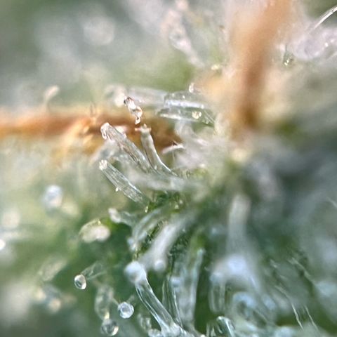 White Widow Automatic White Label growlog timeline photo