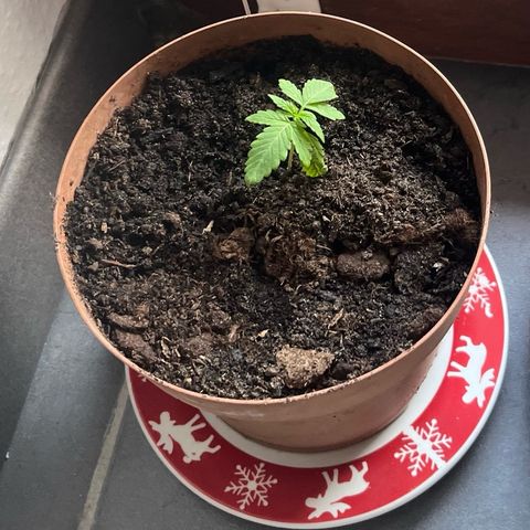 Hyperion F1 growlog timeline photo