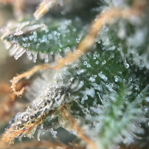 White Widow Automatic White Label growlog timeline photo