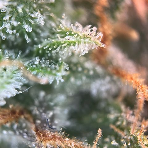White Widow Automatic White Label growlog timeline photo