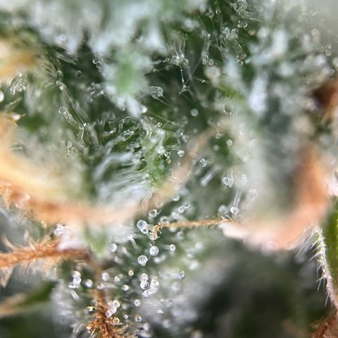 White Widow Automatic White Label growlog timeline photo