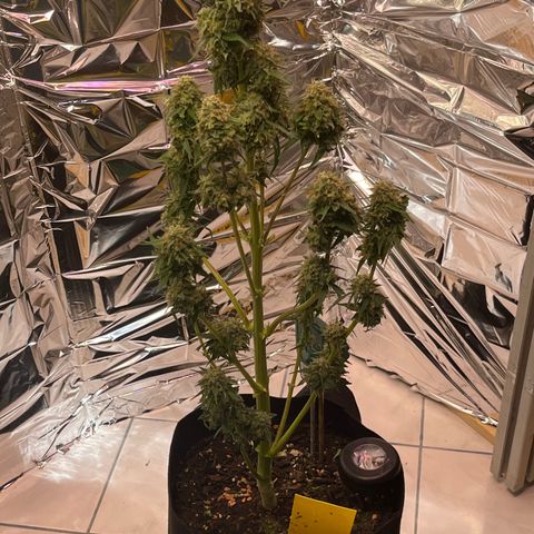 White Widow Automatic White Label growlog timeline photo