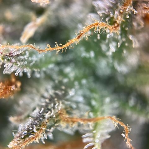 White Widow Automatic White Label growlog timeline photo
