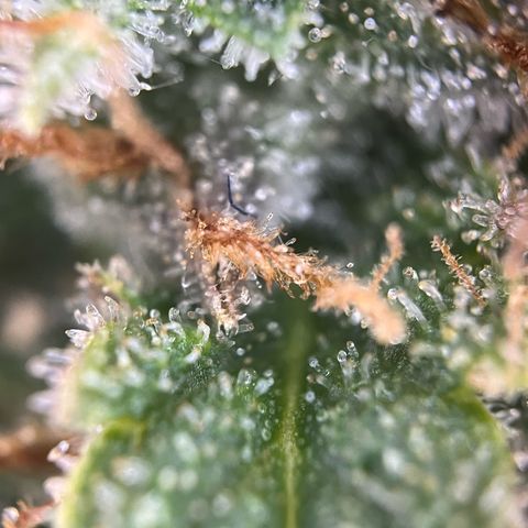 White Widow Automatic White Label growlog timeline photo