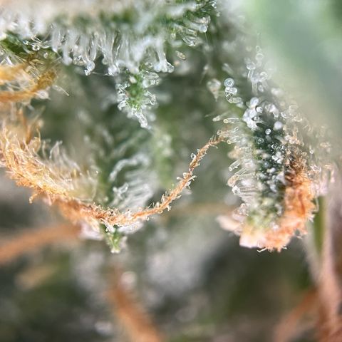 White Widow Automatic White Label growlog timeline photo