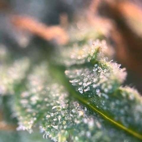 White Widow Automatic White Label growlog timeline photo
