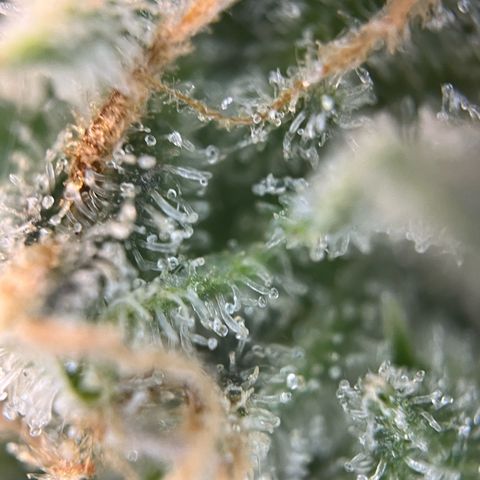 White Widow Automatic White Label growlog timeline photo