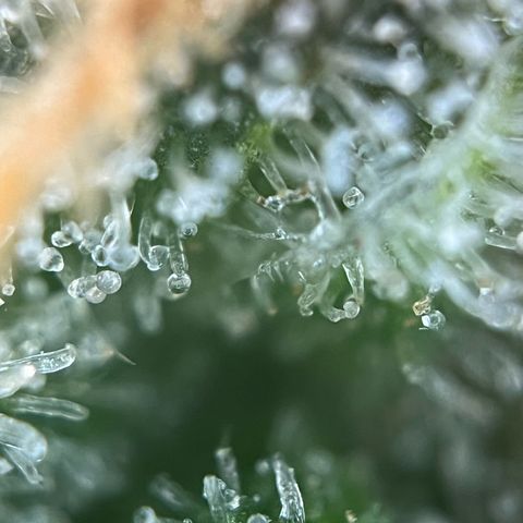White Widow Automatic White Label growlog timeline photo