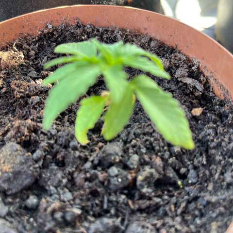 Hyperion F1 growlog timeline photo