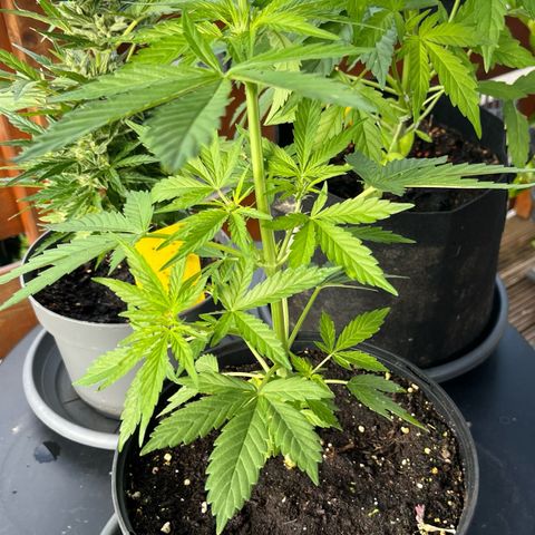Hyperion F1 growlog timeline photo