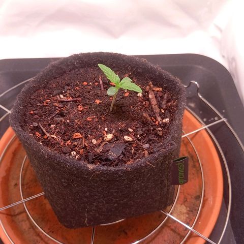 Shy Orange I growlog timeline photo