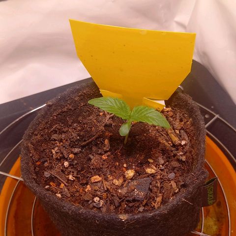 Shy Orange I growlog timeline photo