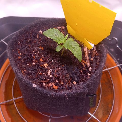 Shy Orange I growlog timeline photo