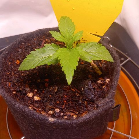 Shy Orange I growlog timeline photo
