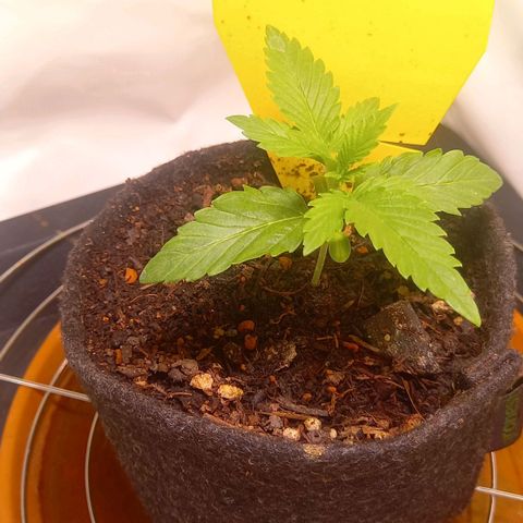 Shy Orange I growlog timeline photo