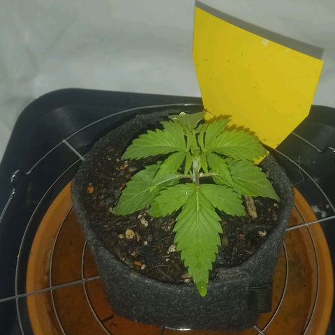 Shy Orange I growlog timeline photo