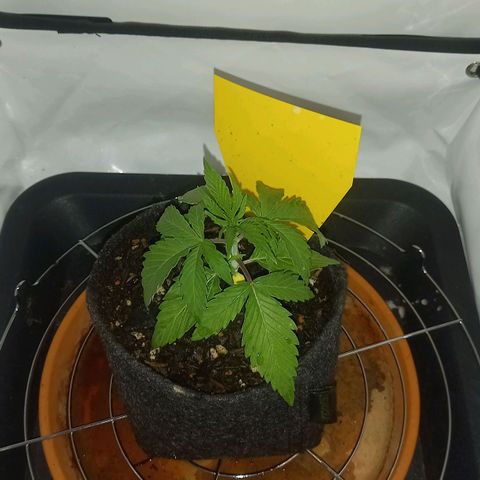Shy Orange I growlog timeline photo