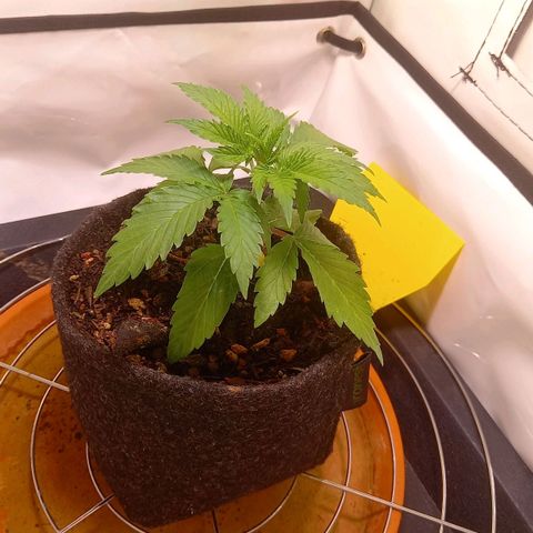 Shy Orange I growlog timeline photo