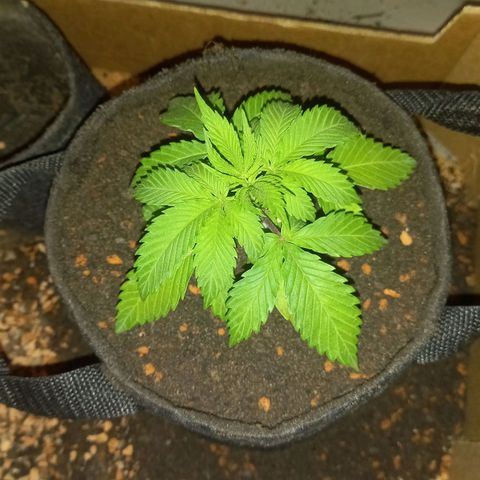 Shy Orange I growlog photo: before topping