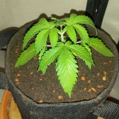Shy Orange I growlog photo: after topping