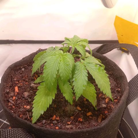 Shy Orange I growlog timeline photo