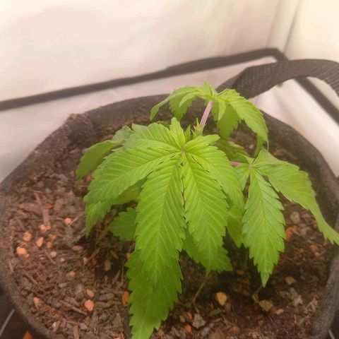 Shy Orange I growlog timeline photo