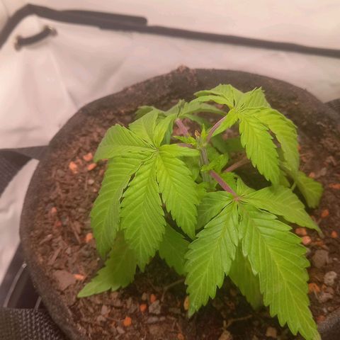 Shy Orange I growlog timeline photo