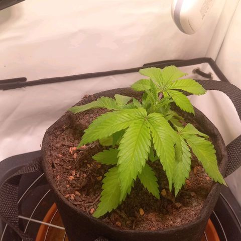 Shy Orange I growlog timeline photo
