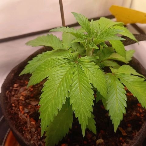 Shy Orange I growlog timeline photo